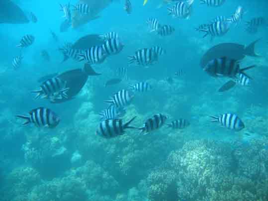 Cairns Fish